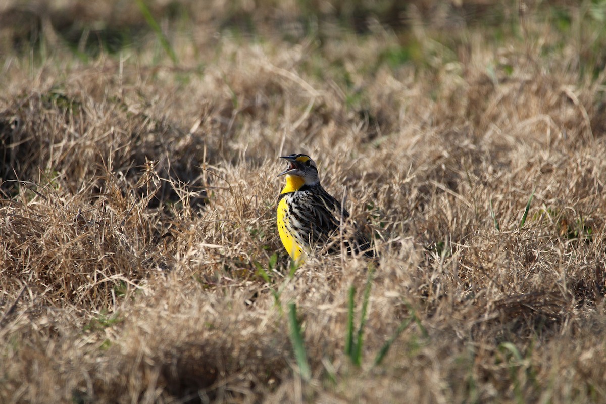 Eastern Meadowlark - ML647389479