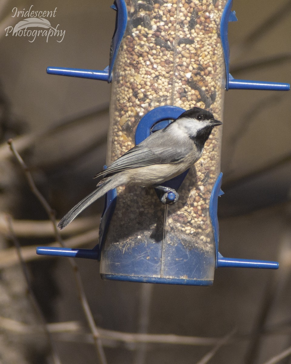 Carolina Chickadee - ML647389480