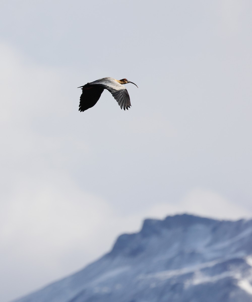 ibis laločnatý - ML647389485