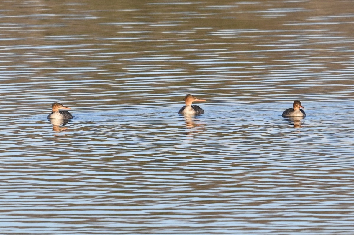 Serreta Mediana - ML647389486