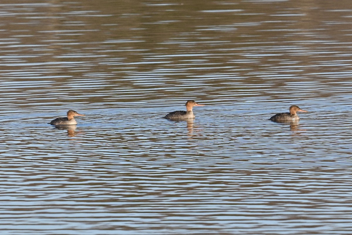 Serreta Mediana - ML647389487