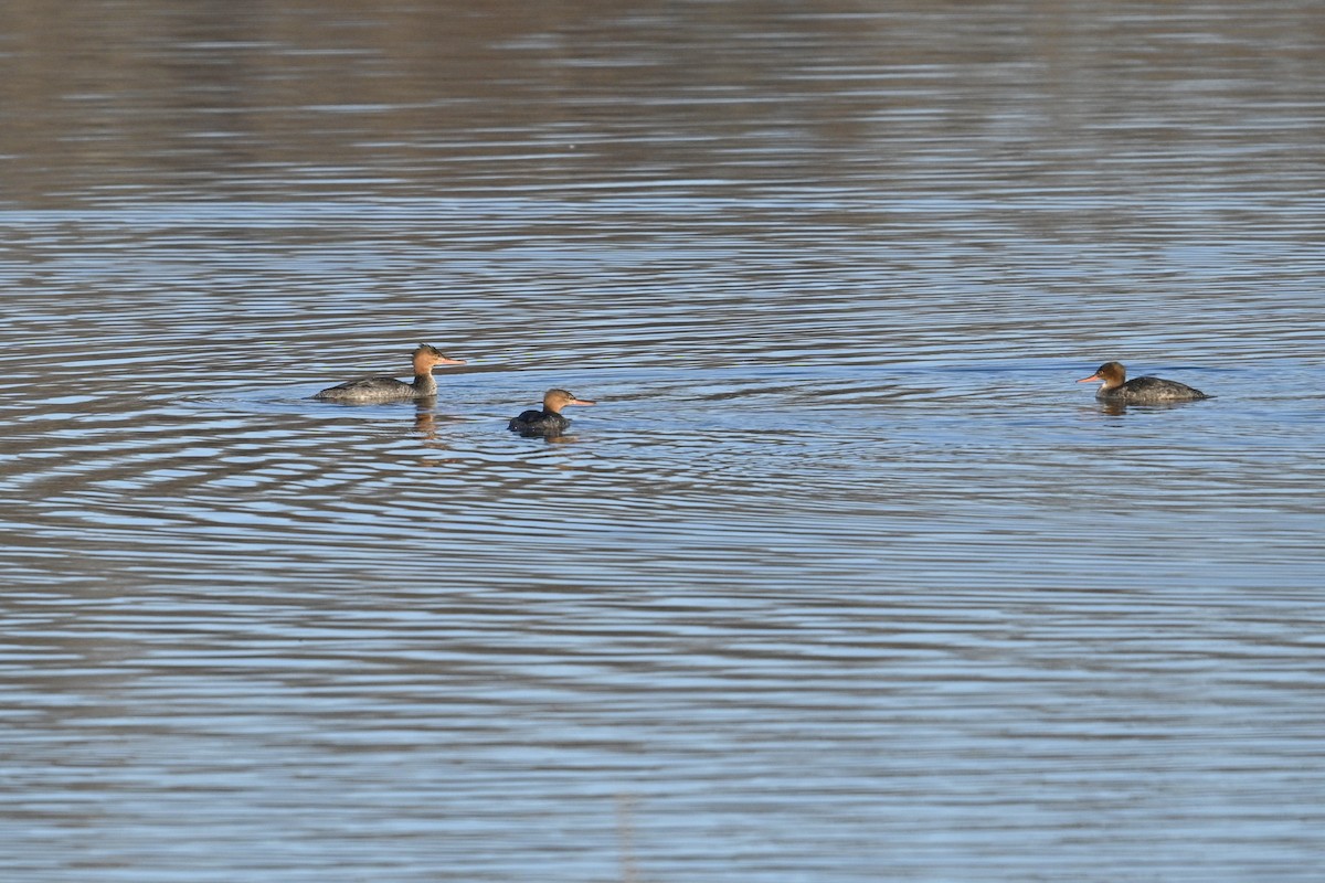 Serreta Mediana - ML647389488