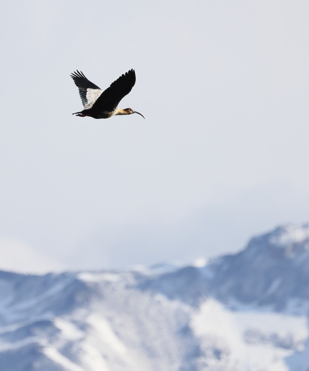 ibis laločnatý - ML647389493