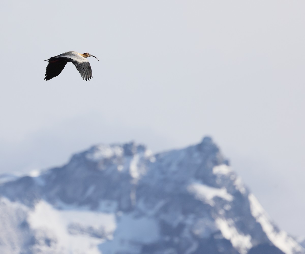 ibis laločnatý - ML647389495