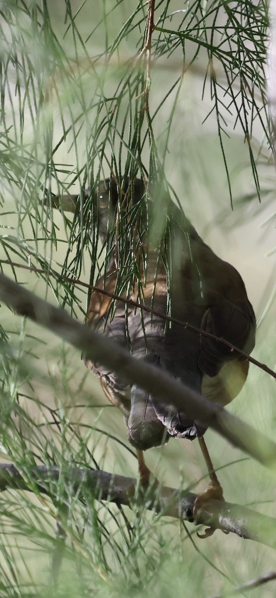 Rufous-backed Robin - ML647389506