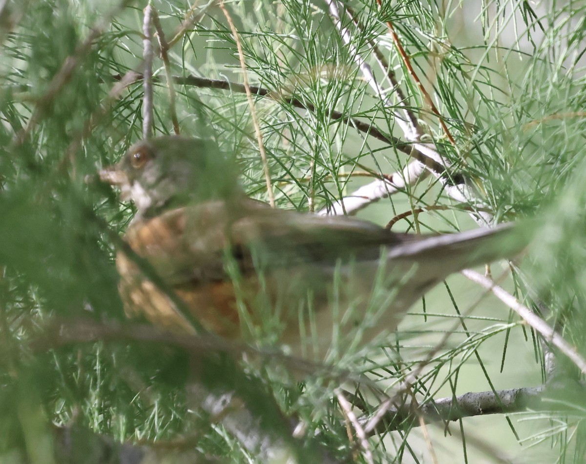 Rufous-backed Robin - ML647389507