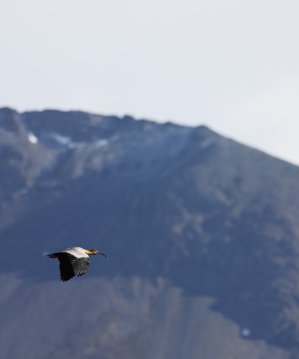 ibis laločnatý - ML647389508