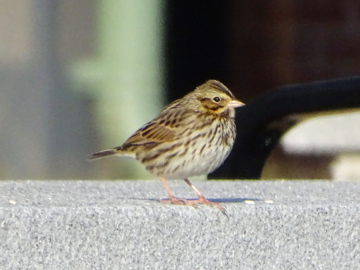 Chingolo Sabanero - ML647389510