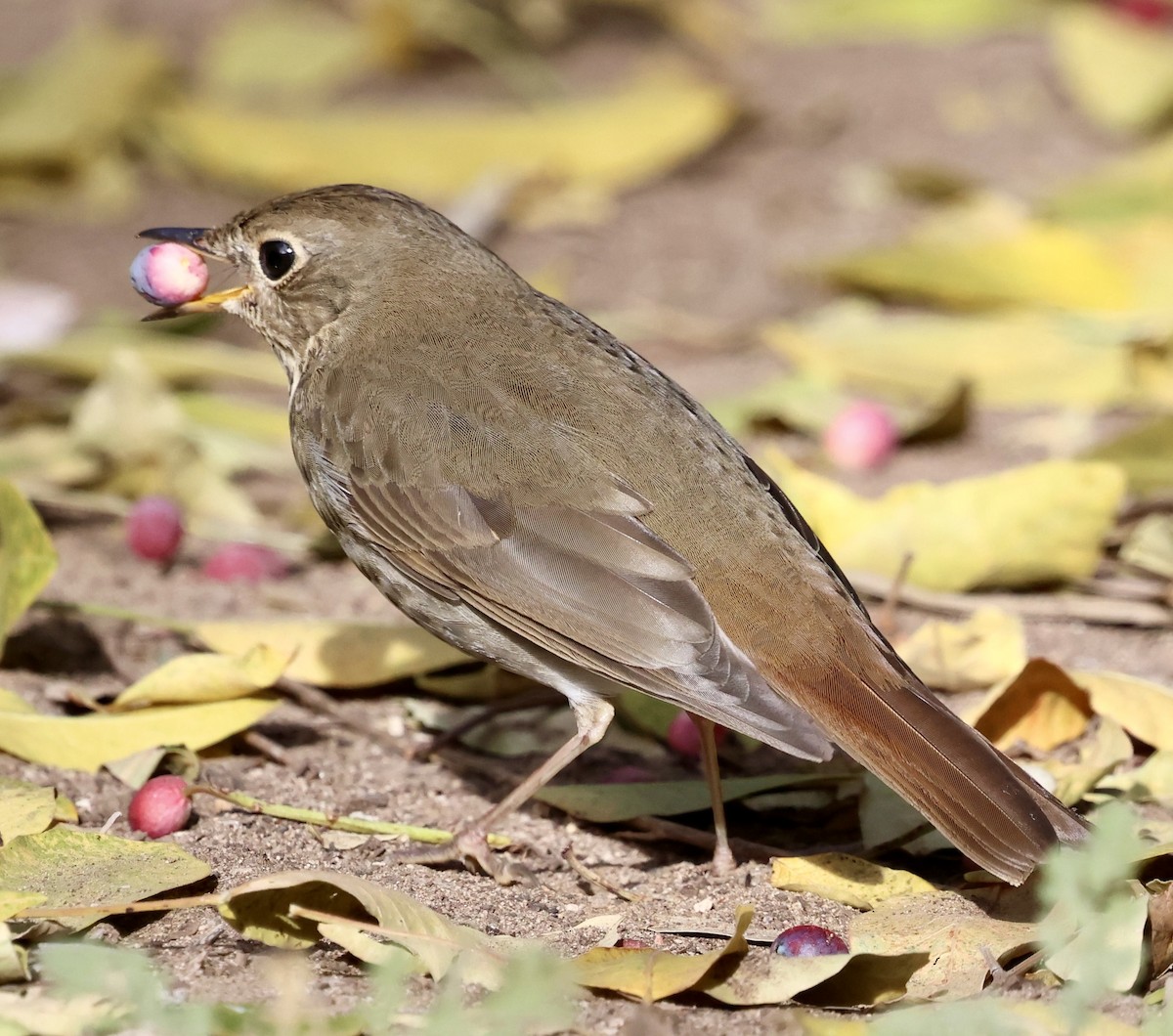 Hermit Thrush - ML647389527