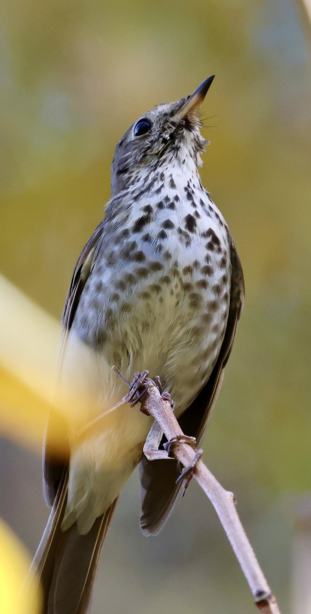 Hermit Thrush - ML647389528
