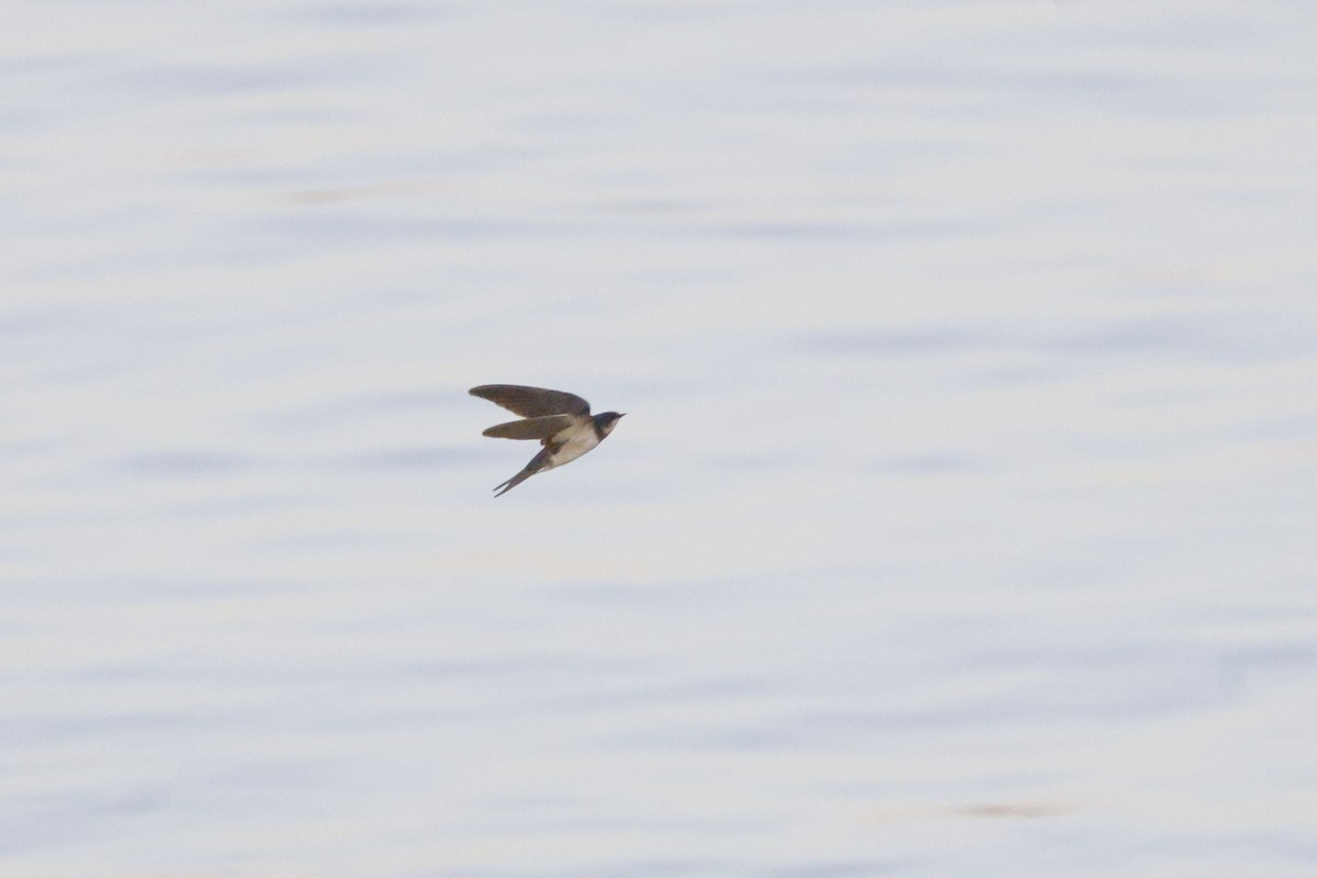 Ластівка сільська - ML647389534