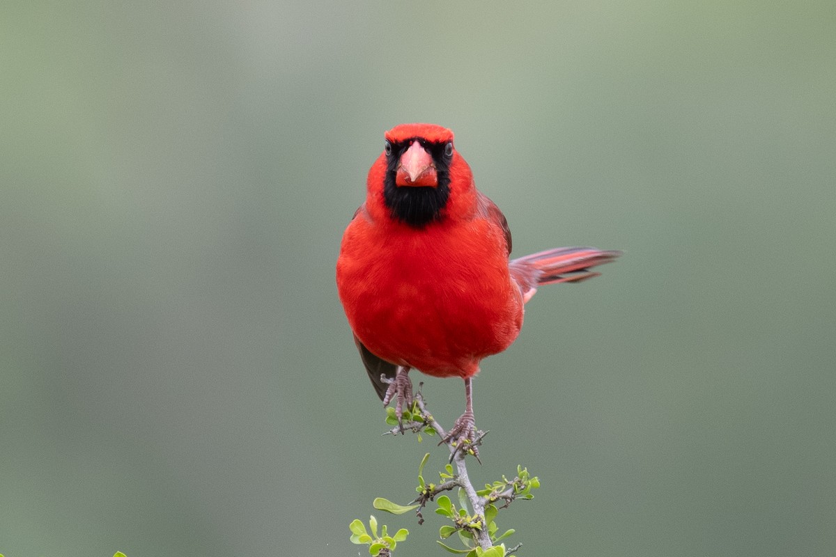 Northern Cardinal - ML647389543