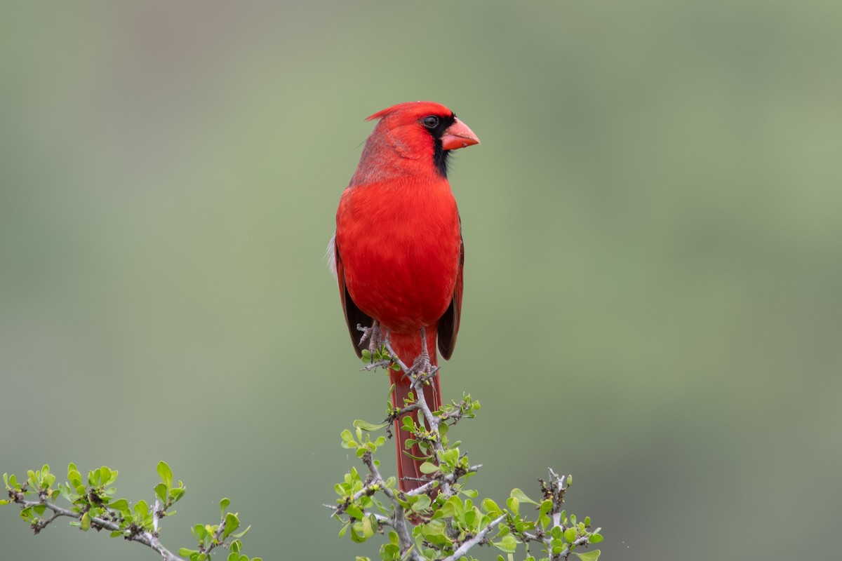 Northern Cardinal - ML647389544