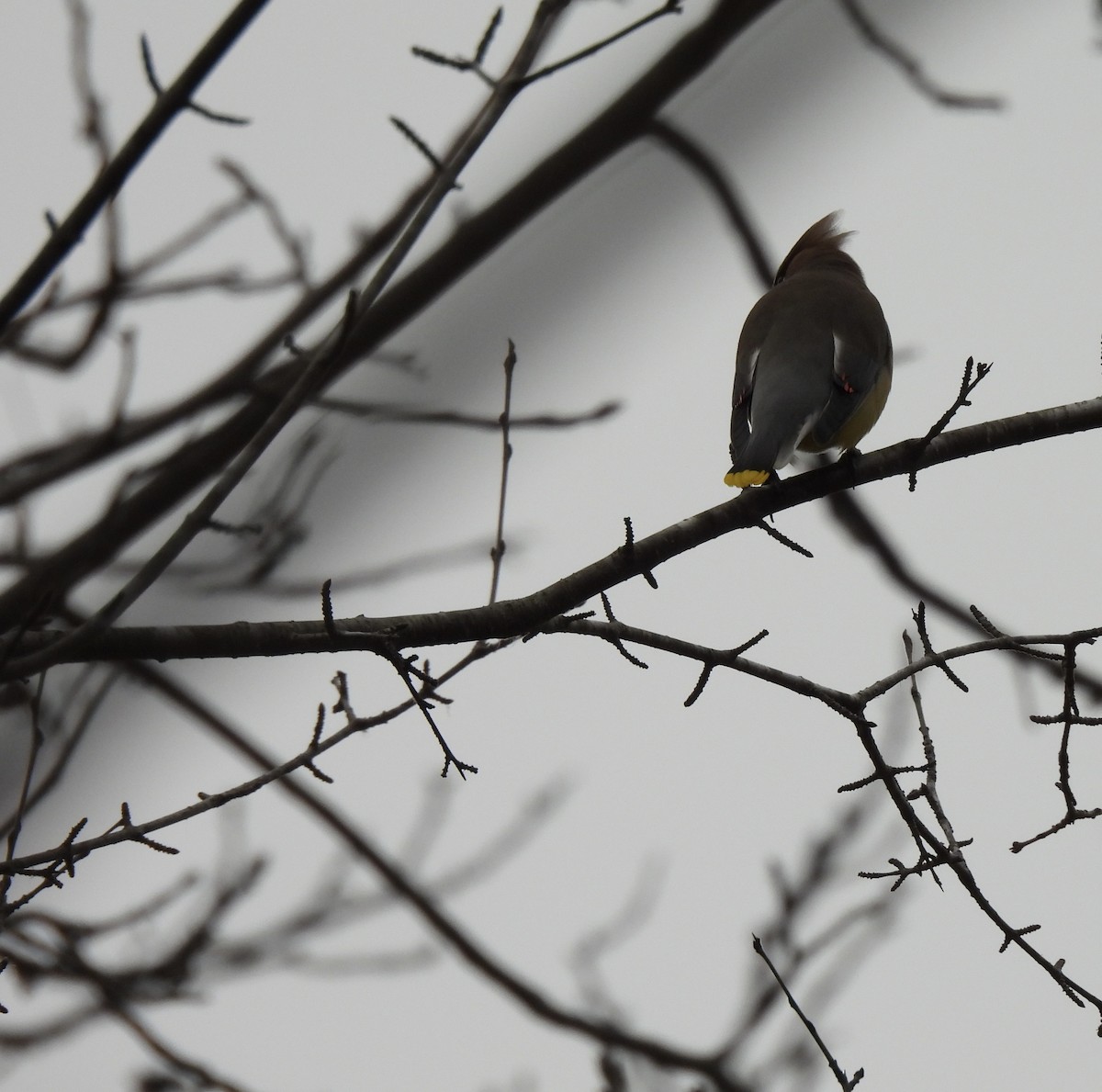 Cedar Waxwing - ML647389548