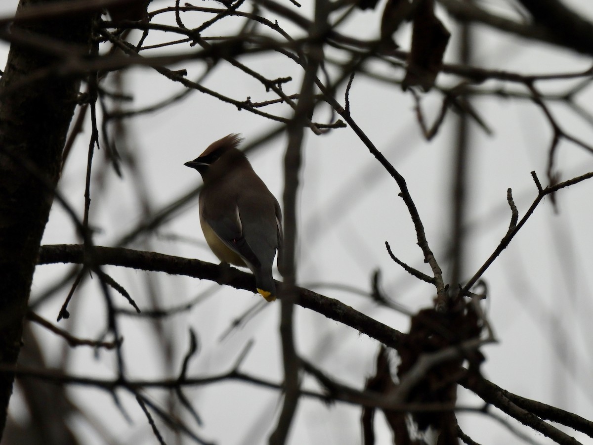 Cedar Waxwing - ML647389550