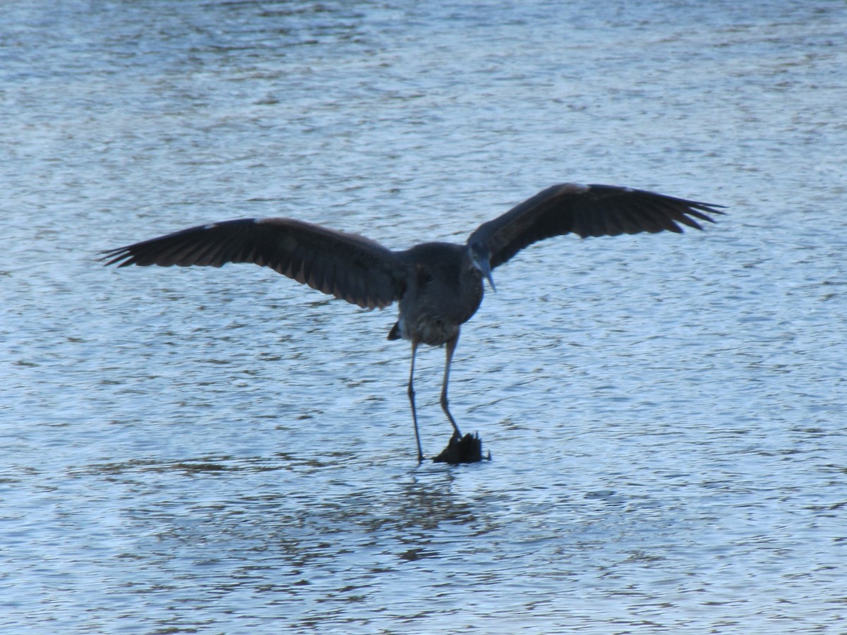 Чапля північна - ML647389553