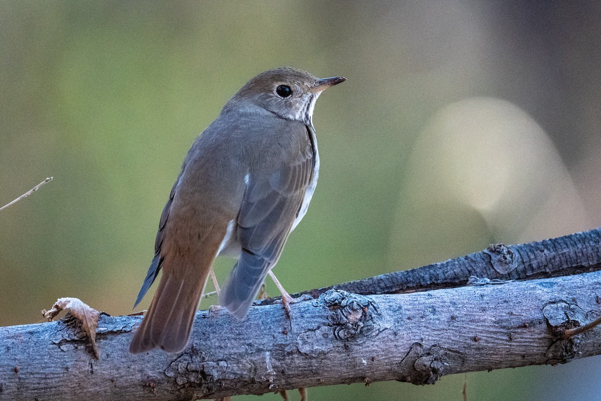 Hermit Thrush - ML647389554