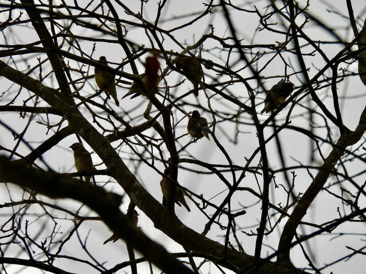 Cedar Waxwing - ML647389555