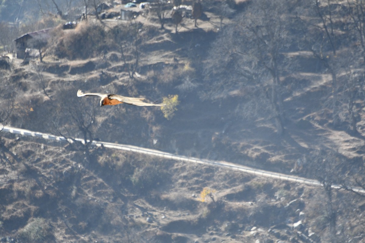 נשר הימלאיה - ML647389557