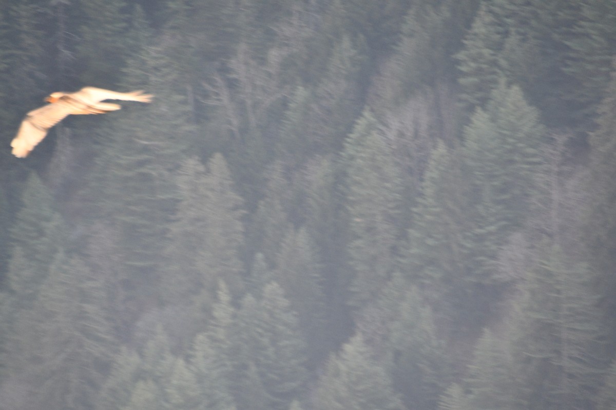 נשר הימלאיה - ML647389558