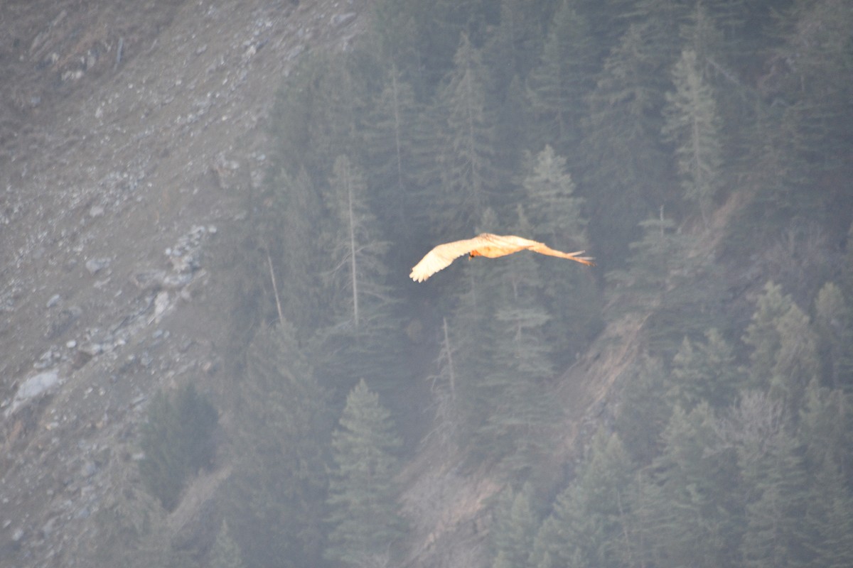 נשר הימלאיה - ML647389560