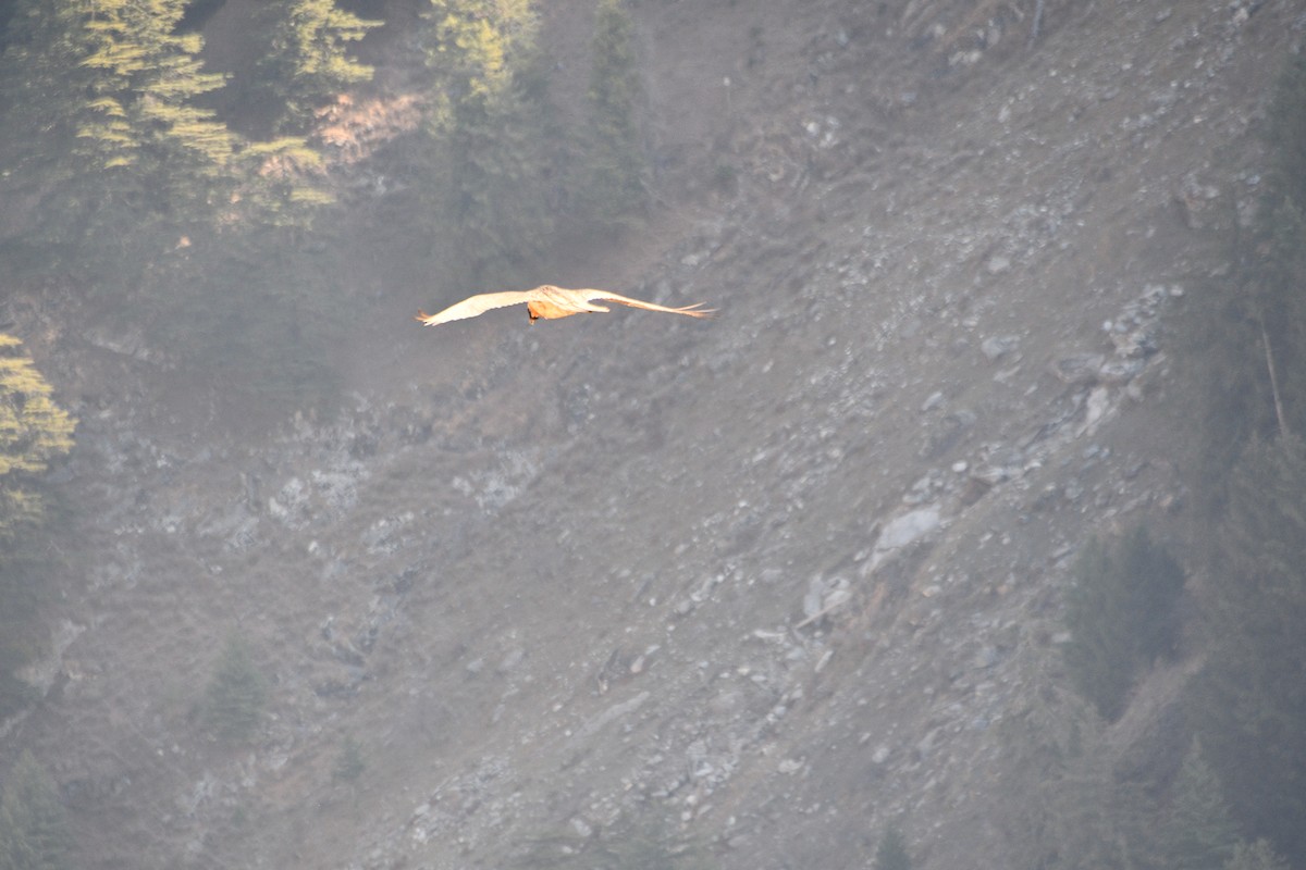 נשר הימלאיה - ML647389561