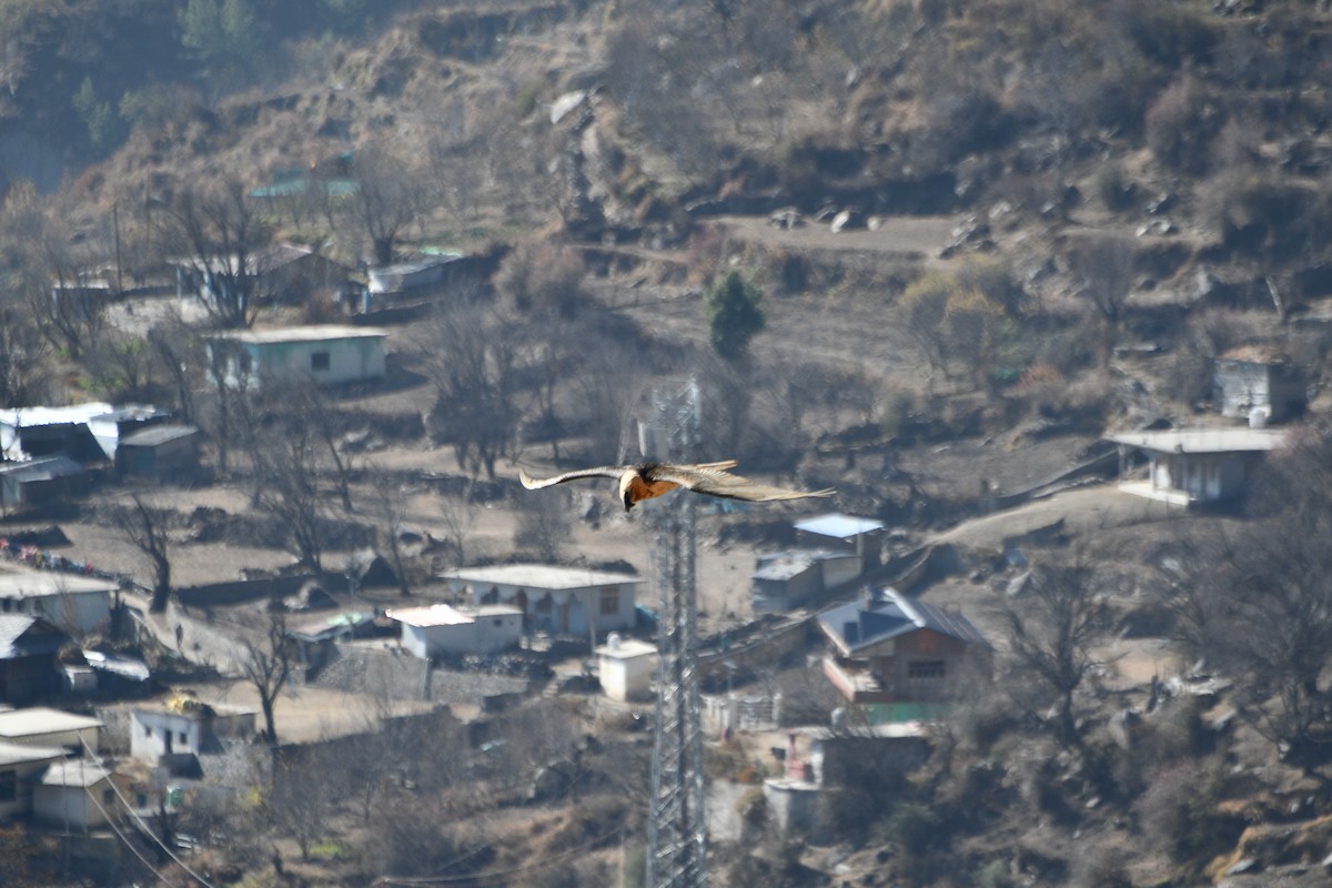 נשר הימלאיה - ML647389562