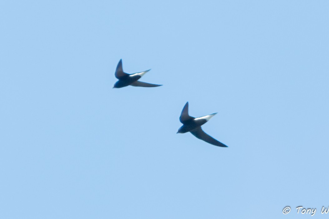 Большой колючехвост - ML647389566