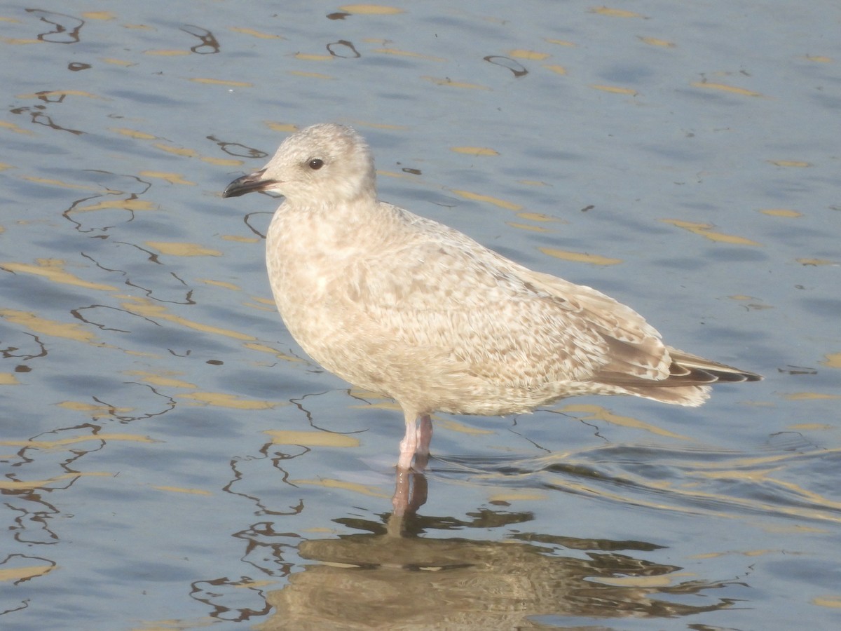 アイスランドカモメ（亜種 カナダカモメ） - ML647389570