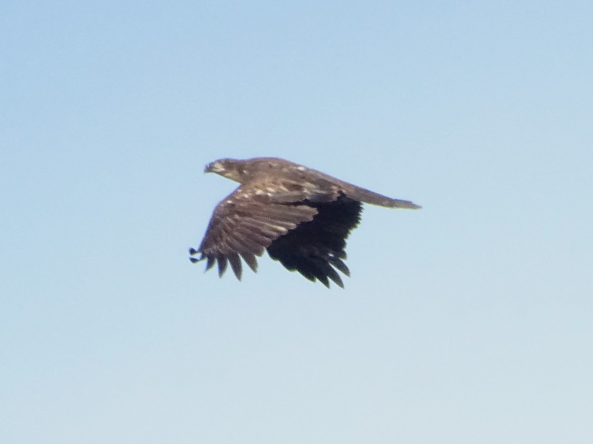 Bald Eagle - ML647389571