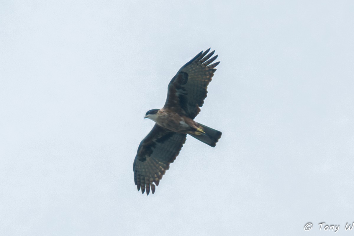 Рыжебрюхий орёл - ML647389572