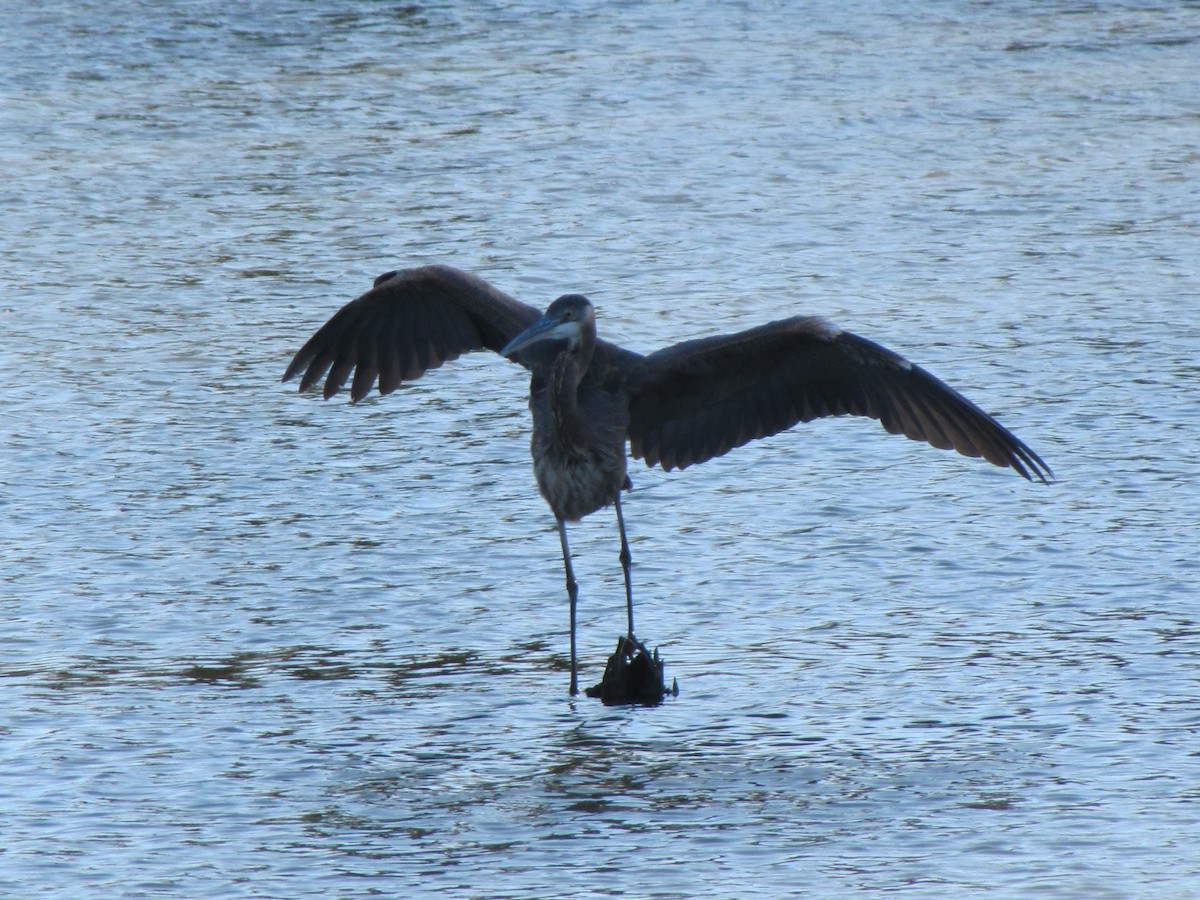 Чапля північна - ML647389573