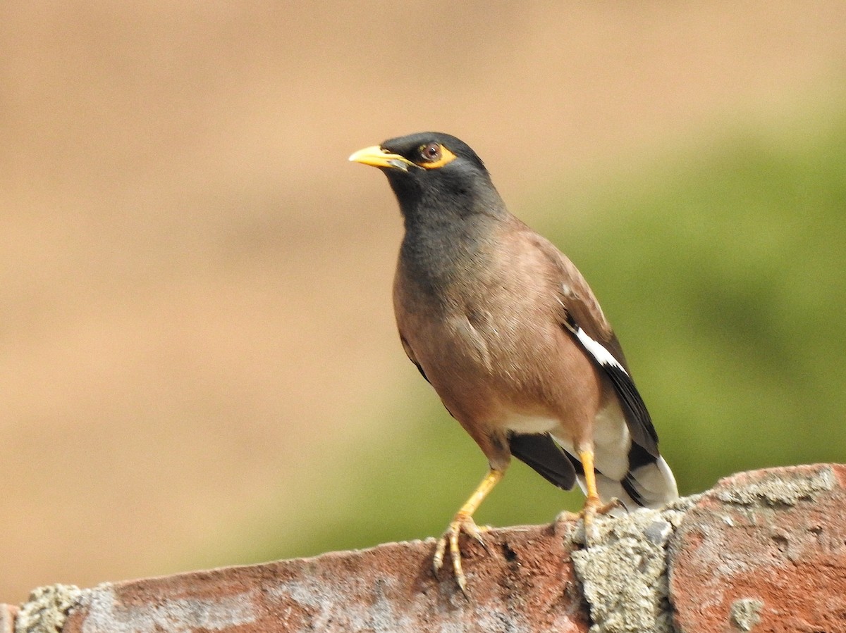 Common Myna - ML647389578
