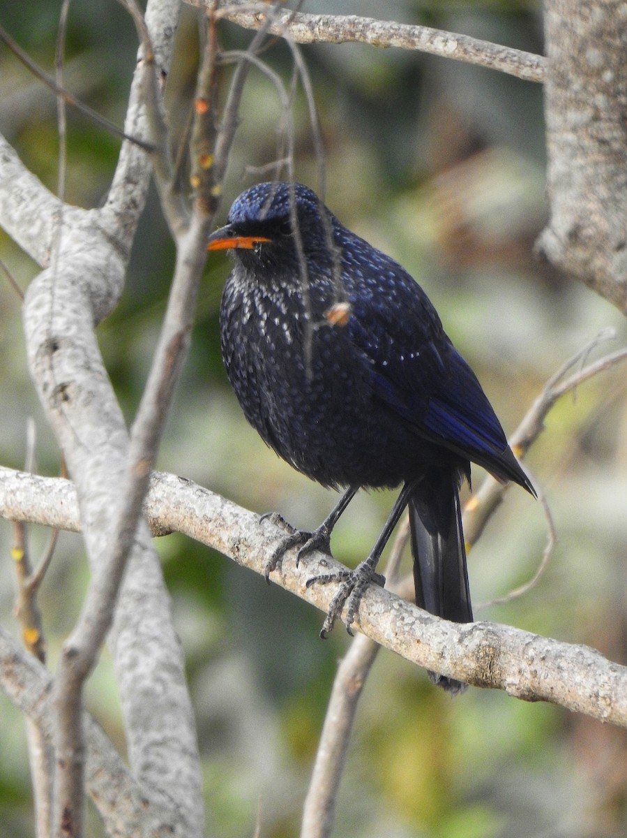 Blue Whistling-Thrush - ML647389582