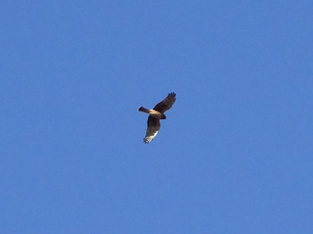 Northern Harrier - ML647389583