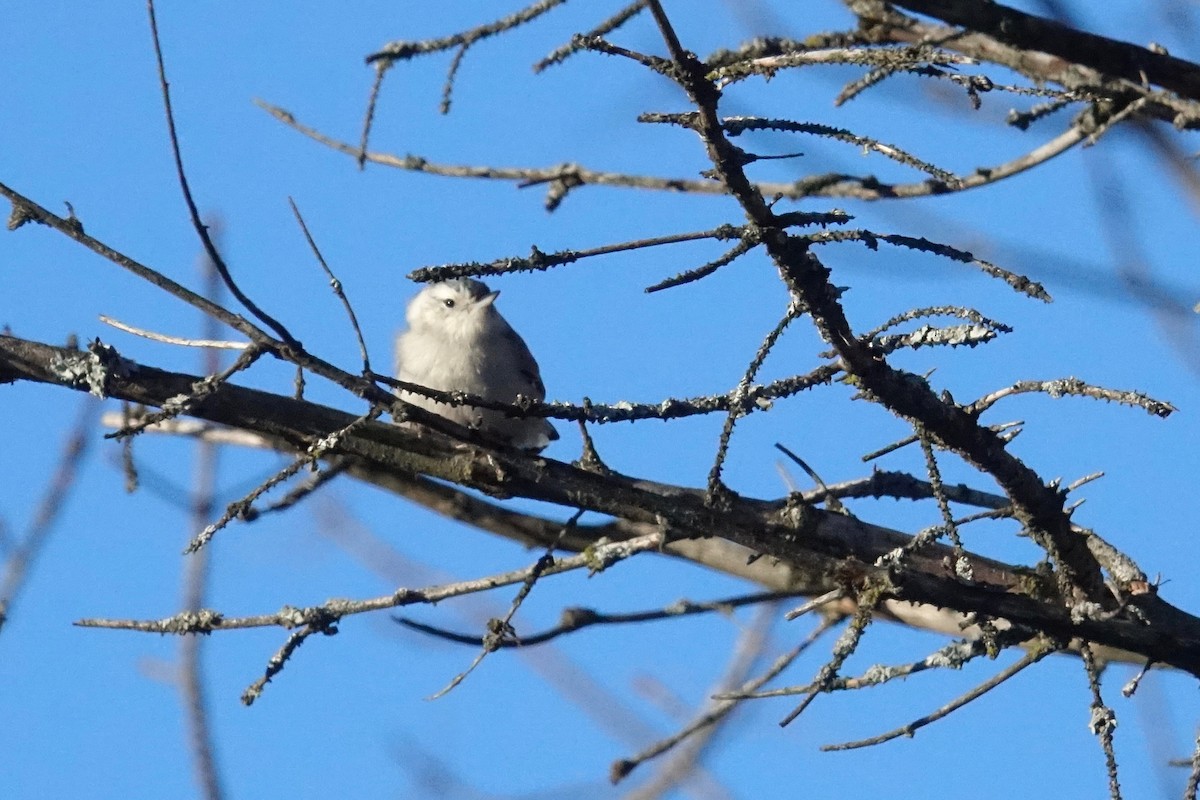 White-breasted Nuthatch - ML647389585