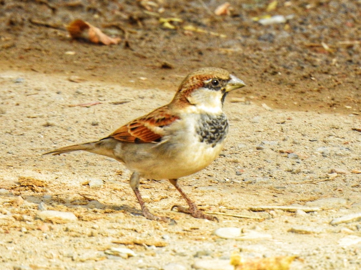 gråspurv - ML647389586