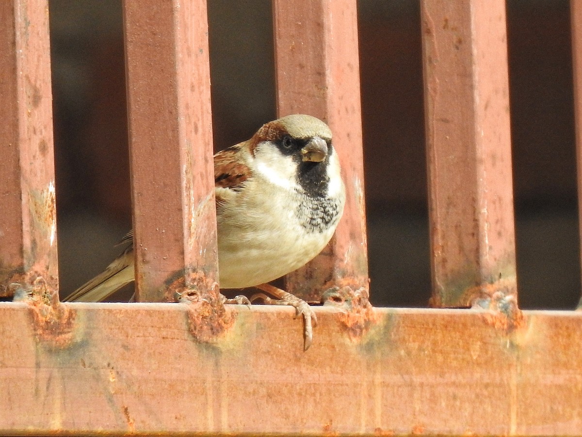 gråspurv - ML647389595