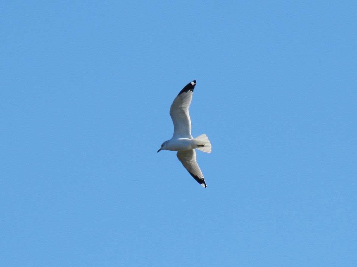 שחף בלתי-מזוהה - ML647389596