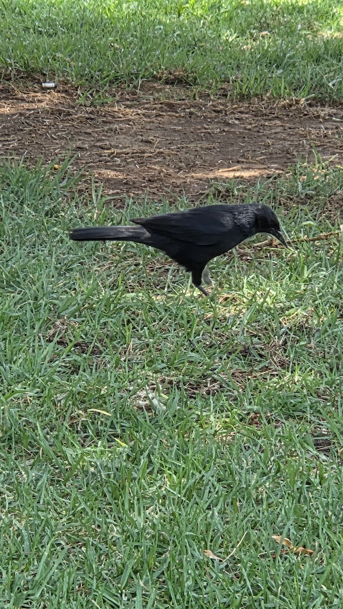 Austral Blackbird - ML647389604