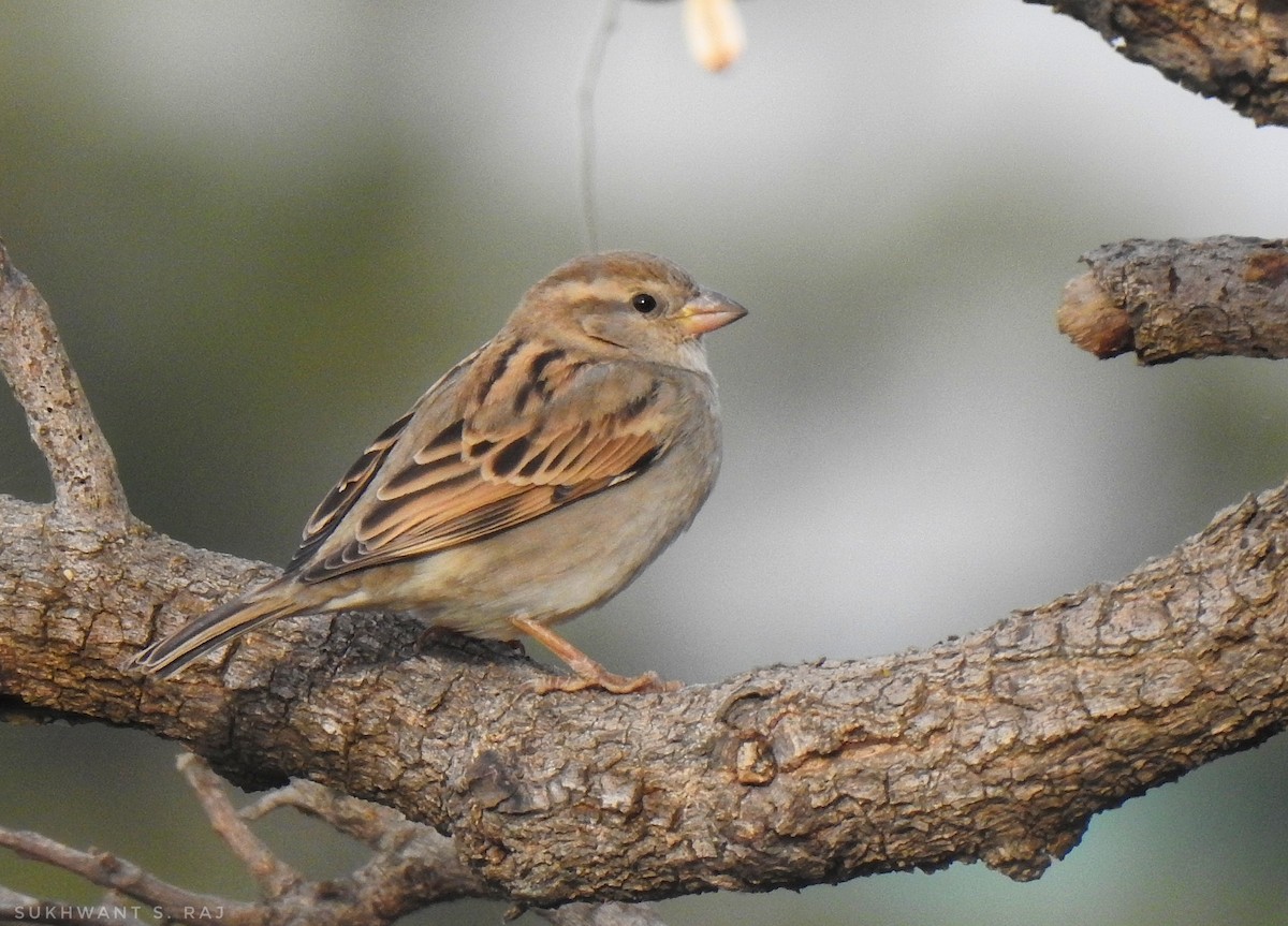 gråspurv - ML647389605