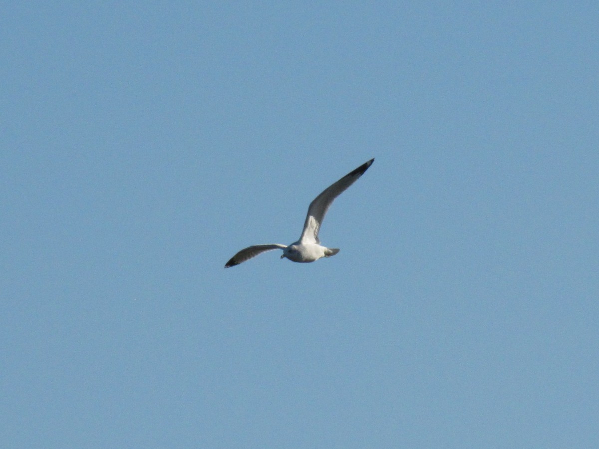 שחף בלתי-מזוהה - ML647389618