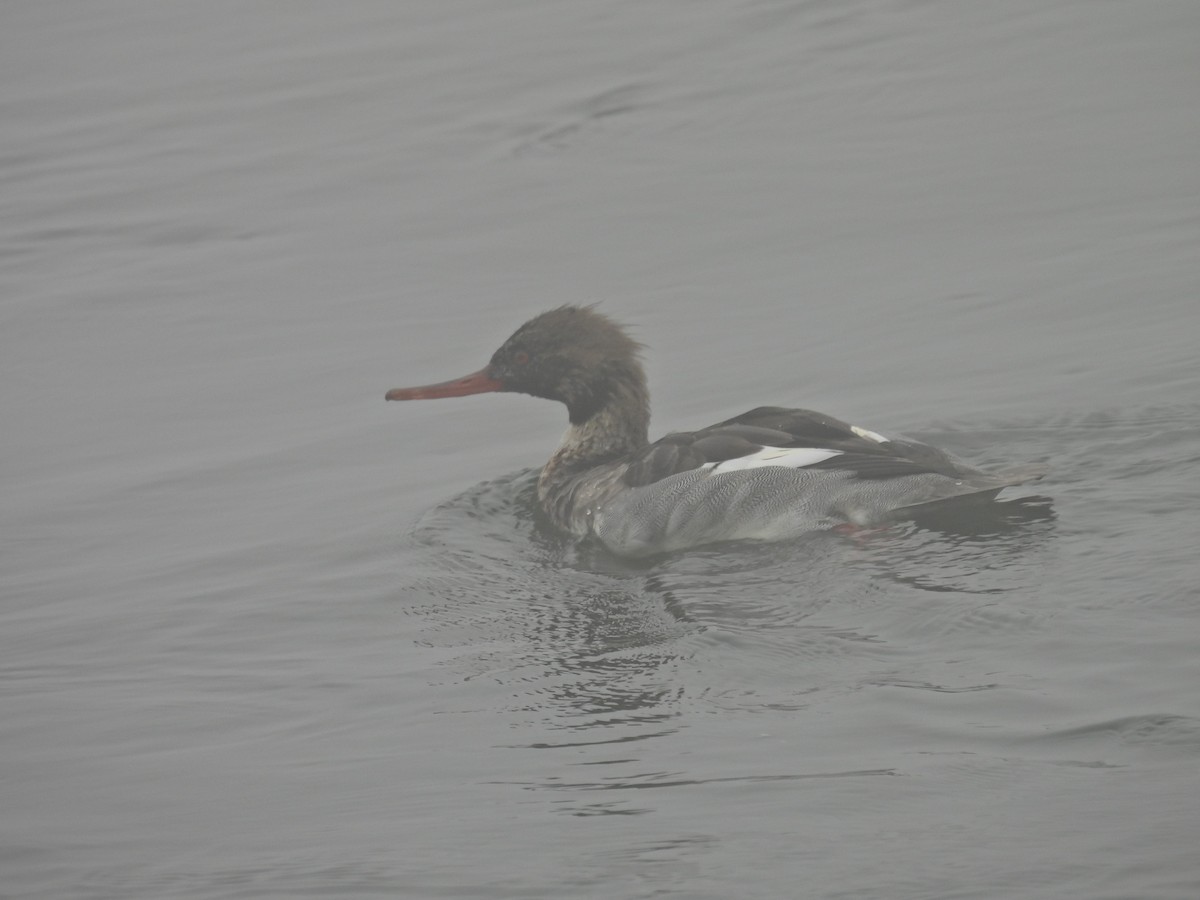 Serreta Mediana - ML647389628