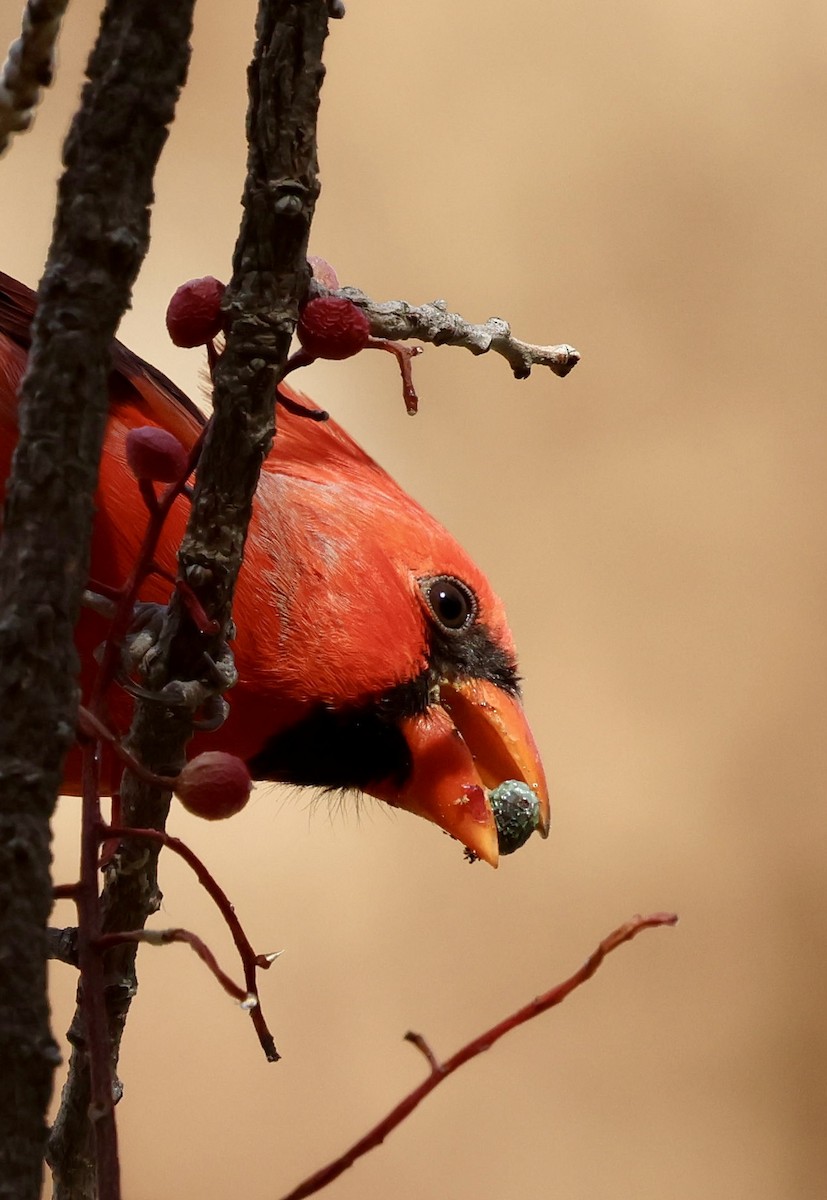 Northern Cardinal - ML647389633