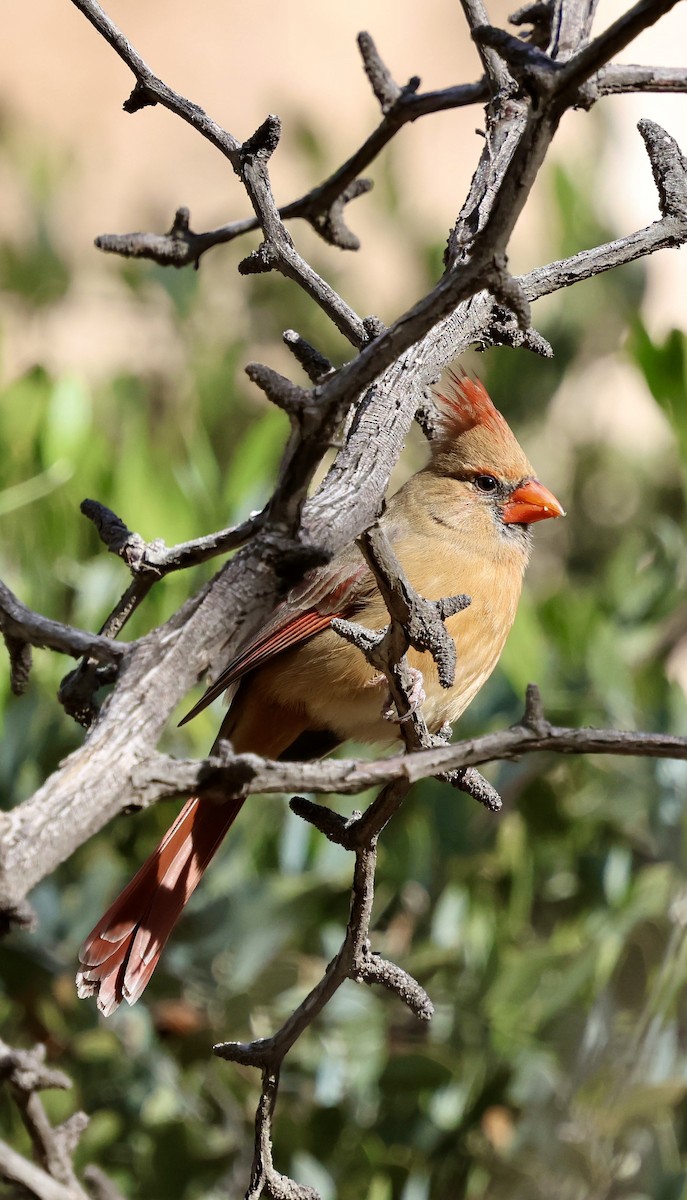 Northern Cardinal - ML647389634