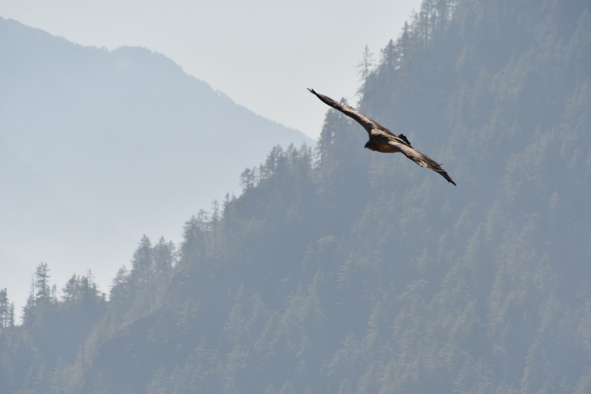 נשר הימלאיה - ML647389639