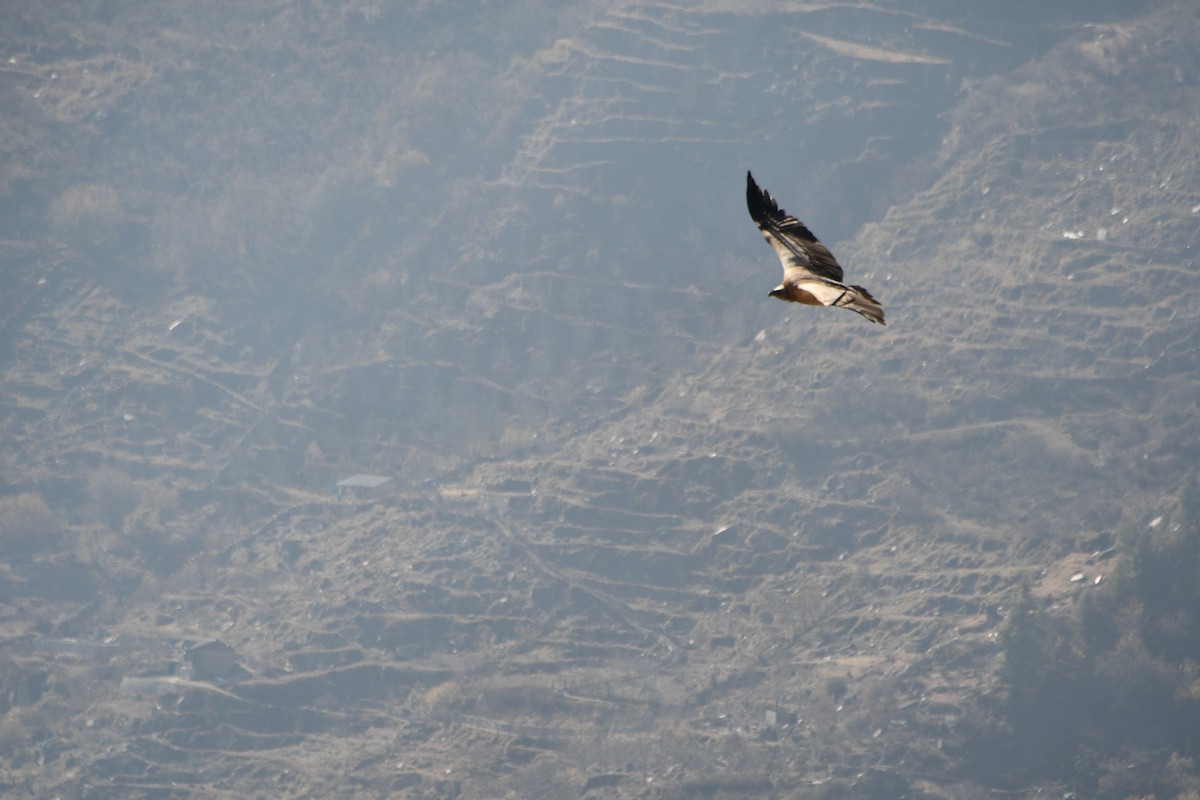נשר הימלאיה - ML647389641