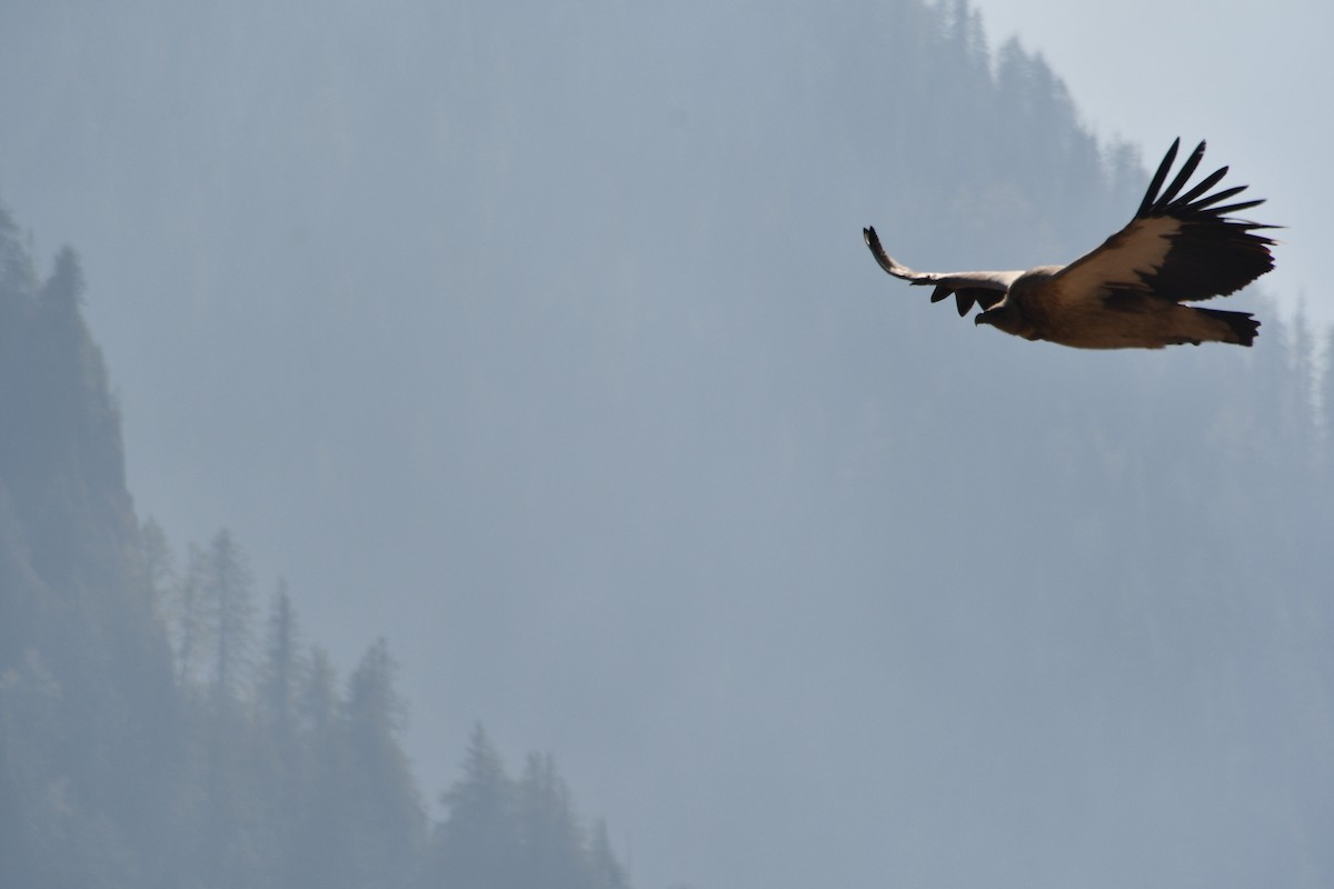 נשר הימלאיה - ML647389643