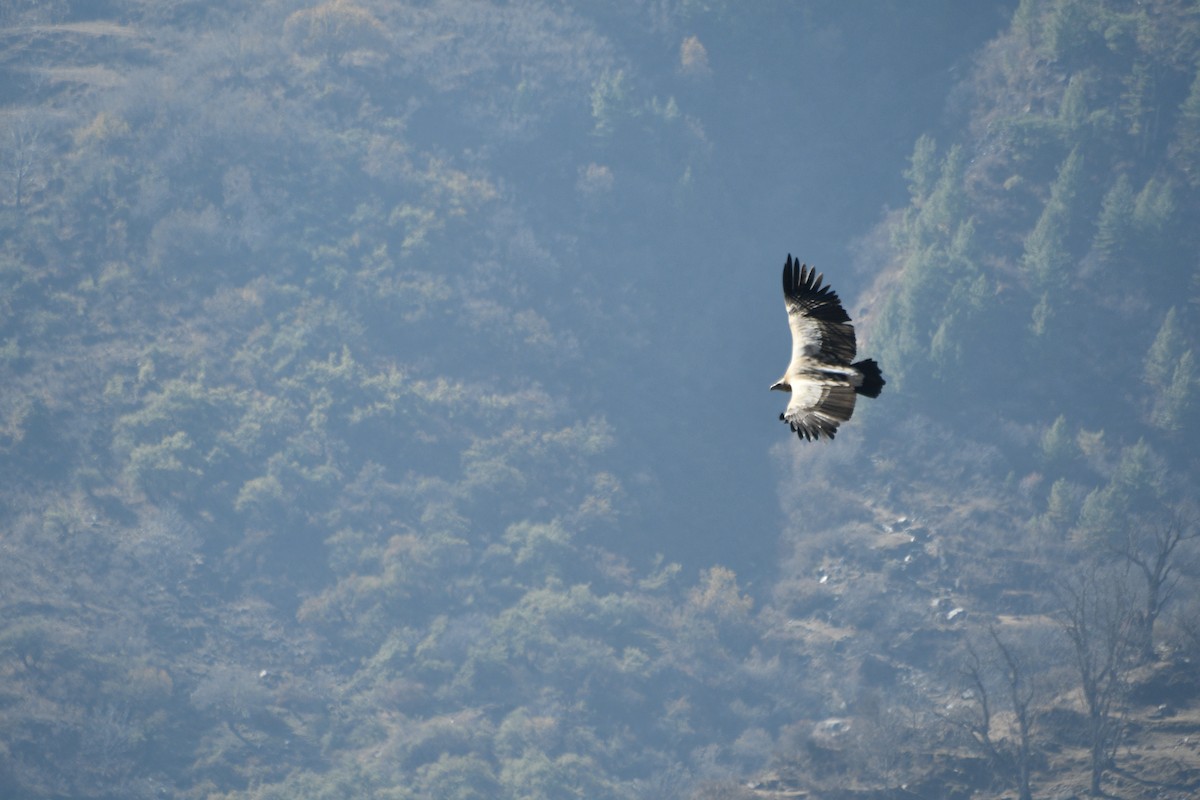 נשר הימלאיה - ML647389644