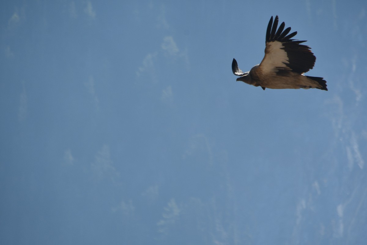נשר הימלאיה - ML647389645